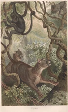 1883 Brehm Thierleben Chromolithograph Puma Cougar Hunting Monkeys Color Plate