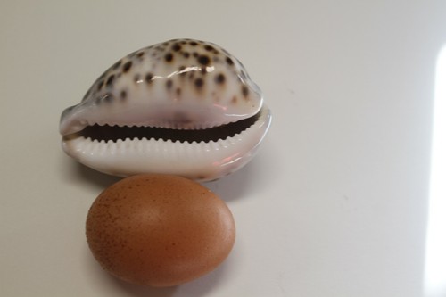 Große Tiger Kaurimuscheln / große Kaurimuscheln, 3 Zoll plus, SS-134 - Bild 6 von 12