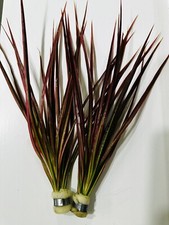 2 Bunches DRACAENA MARGINATA  TROPICAL, Coldwater , AQUARIUM  FISH TANK PLANT