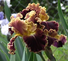 Volcanic Glow - Award-Winning Tall Bearded Iris - Keppel - Combined Ship NOW!