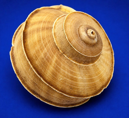 Rare Madagascar Cuvier Tropid Shell 47.1mm Tropidophora cuvieriana Land Snail