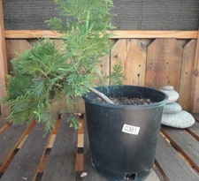 Dwarf Hinoki Cypress ‘Nana Gracilis’ Live Plant Bare Root Chamaecyparis obtusa.