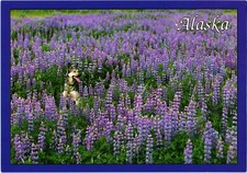 Dog Sitting in Alaska Wildflowers Postcard Unposted