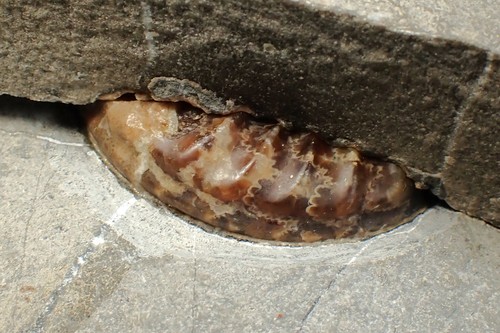 "Popped" Asteroceras obtusum Ammonit Fossil (68 mm) Jurassic Coast UK Mineralien - Bild 8 von 14