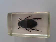 Vintage Joli insecte Résine inclusion insecte très bon état