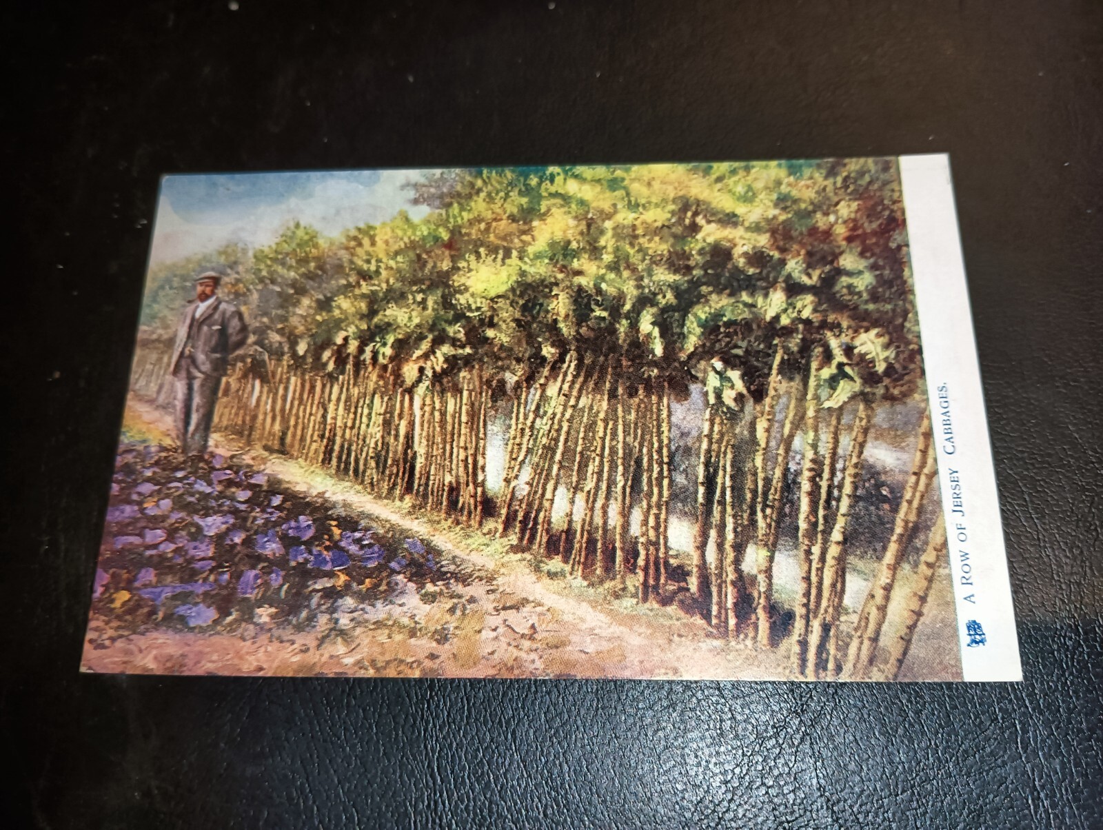 FILA Artist Drawn A Row Of Cabbages JERSEY Channel Islands Tuck Oilette