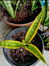 Snake rooted  Sansevieria Yellow Snake Air Purifying  plant ( ship without pot)