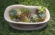 Beautiful Live Succulent Mix Varieties Assorted Succulent Cuttings