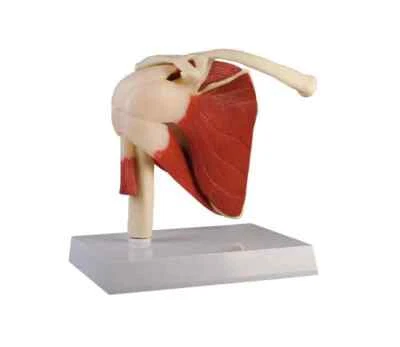 Modèle De L'Articulation Épaule Musclée - Photo 1/3
