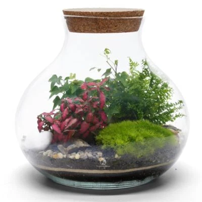 TROPICAL GLASS DIY Closed Terrarium Kit With Live Plants Glass Layers Included H: 24 cm