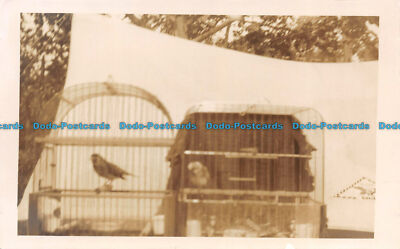 R141078 Little Birdies. Alte Fotografie. Postkarte