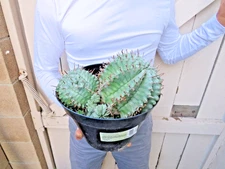 Euphorbia horrida major 'Nova' Cactus