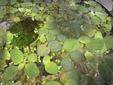 Red root floater, Phyllanthus fluitans, Live Aquarium/Floating/aquatic Plant