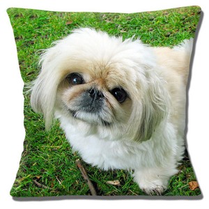 cute pekingese