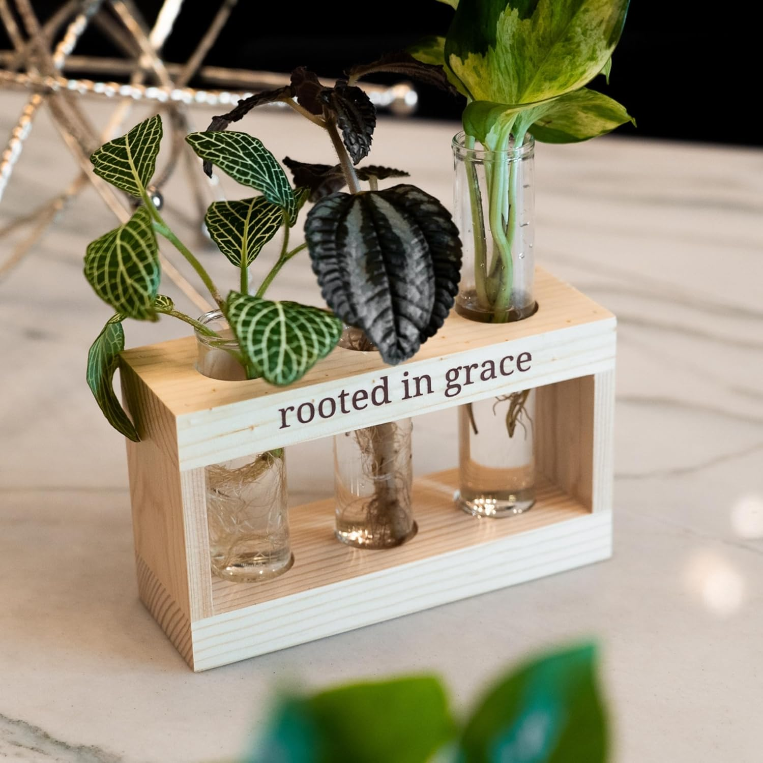 Plant Propagation Stations Rooted in Grace Plant Cutting Holder W/Propagation