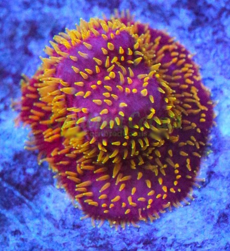 Cornbred Presents Jason Fox's Freak Hair Pavona - Frag - LIVE CORAL