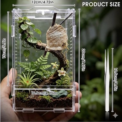  Live Praying Mantis Kit 1 FRESH egg case, Educational Science Kit, Stem Project