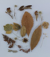 FIORI SECCHI ANTICHI E FOGLIE (trovati nei vecchi libri)