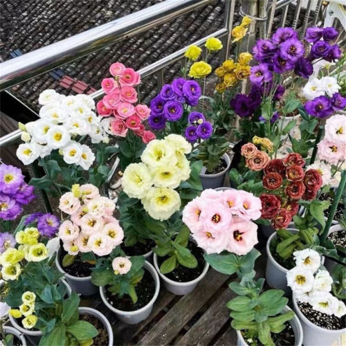 300 Stück Eustoma Grandiflorum Samen Outdoor Blumensamen Garten Hof DekoSeeds - Afbeelding 13 van 24