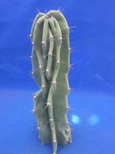 Cereus peruvianus SEMI-monstrosus "Curiosity Cactus" Unrooted Cutting 12"+ Tall