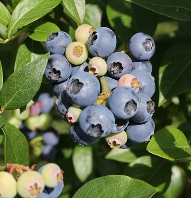 Immergrüne Heidelbeere Sunshine Blue 30-40cm - Vaccinium corymbosum