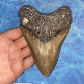 MEGALODON SHARK TOOTH 5.40” HUGE TEETH MEG SCUBA DIVER DIRECT FOSSIL NC 2627
