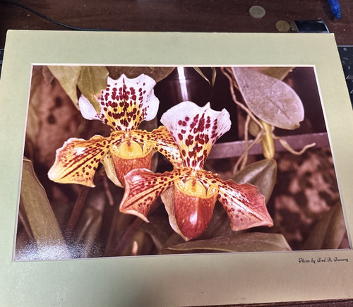 Orchid Color Photo by Fred R. Tannery 14 by 11