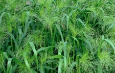 Ornamental Grass - Frosted Explosion seeds/ 'Panicum elegans' / GMO FREE