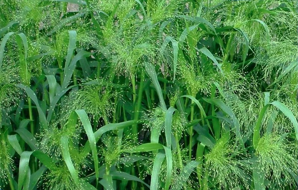 VALLEY VIEW RANCH Ornamental Grass - Frosted Explosion seeds/ 'Panicum elegans' / GMO FREE