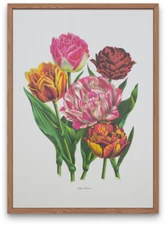 Vintage early tulips lithograph, large poster print, vivid colors