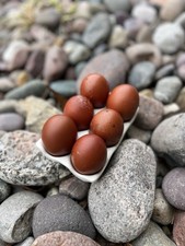 Rainbow Hatching Eggs Black Copper Marans, Ermine Ameraucana, Olive Egger, etc 