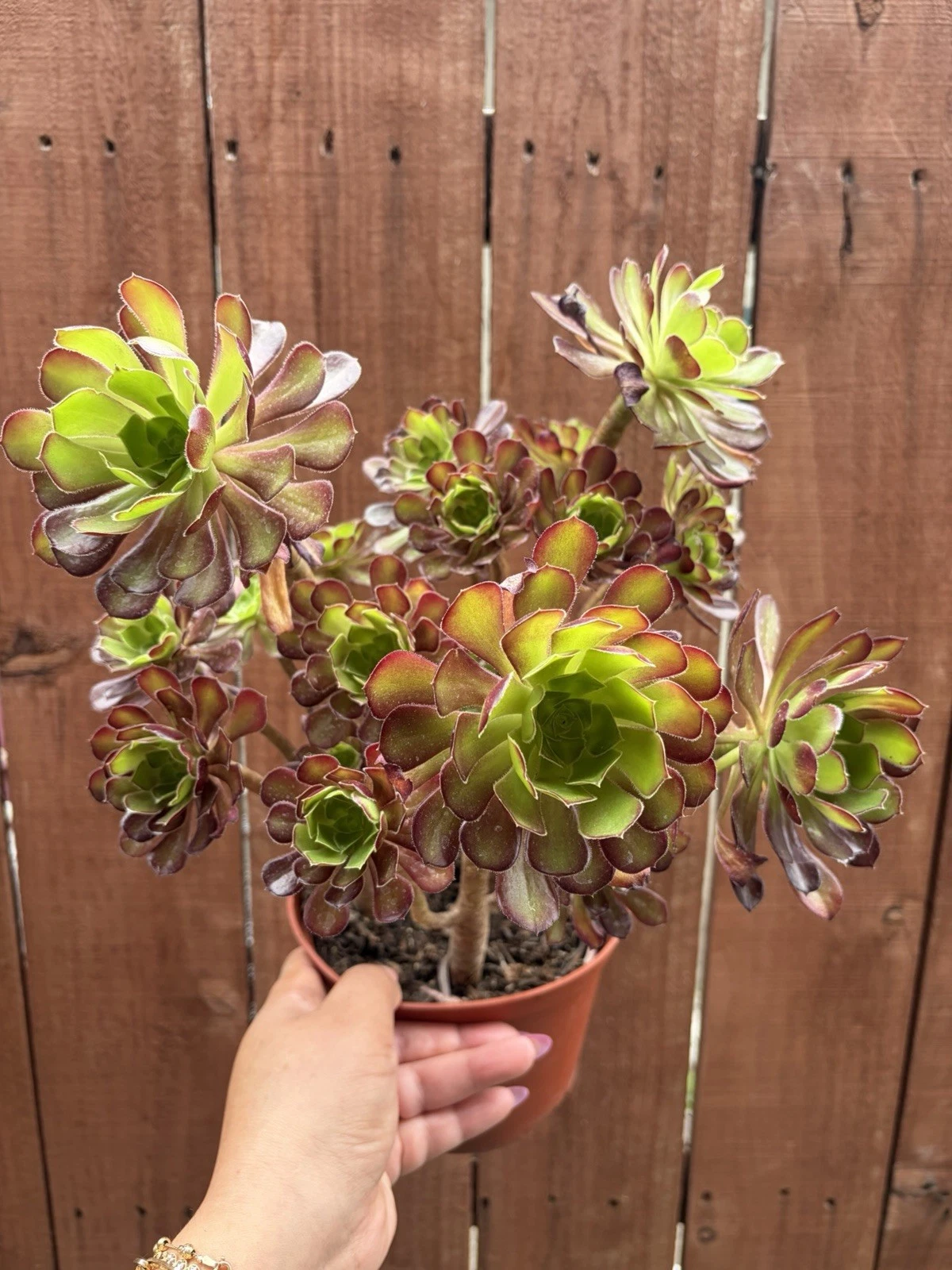 6.5” Aeonium Arboreum Zwartkop ‘Black Rose’ Succulent Plant
Opens in a new window or tab