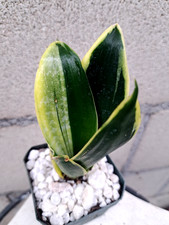 Sansevieria Hahnii Special Variegated Plant Unique Houseplant Succulent