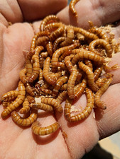 Live Mealworms Feeder Worms Larvae Bird Food Treat Live Feeder Mealworms