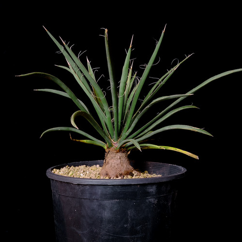 Agave schottii - 2 gallon pot - Succulent