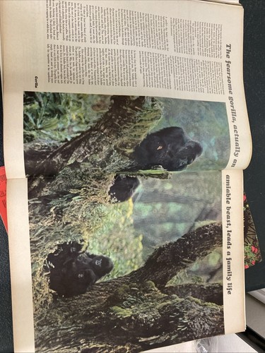 Life International Magazine THE PRIVATE LIFE OF PRIMATES 3 May 1965 vol 38 no 8 - Picture 7 of 7
