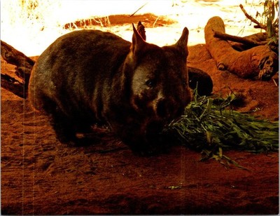 (1880) 7-12-2025 - World Animal (PICS p/c) Southern Hairy-nosed Wombat