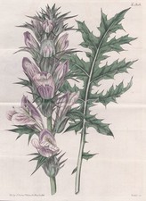 Acanthus Spinosus Antilles Floride Botanique Gravure Cuivre Curtis 1808