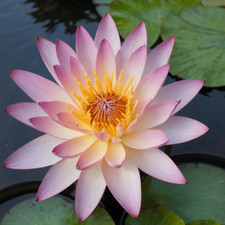 Nymphaea "SunFire" Water Lily Winter-Hardy Sprouted Tuber/Rhizome