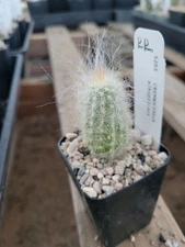 Cremnocereus albipilosus (cactus - succulent - plant)