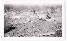 Vintage B&W Snapshot Pigs in a Field Farm Scene Deckle Edge Border Photo