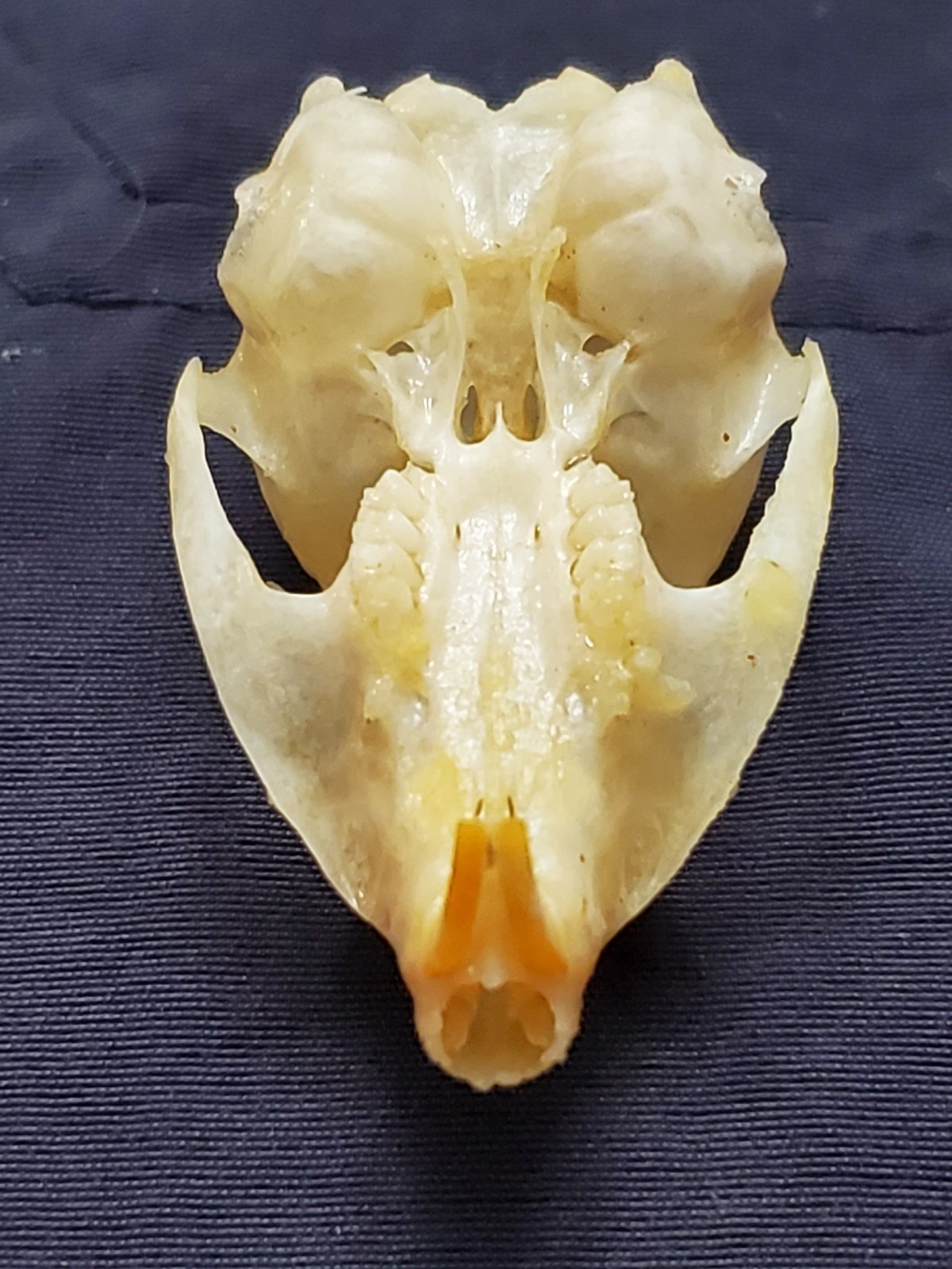 Desert White-Tailed Antelope Squirrel Skull Ammospermophilus leucurus Nevada