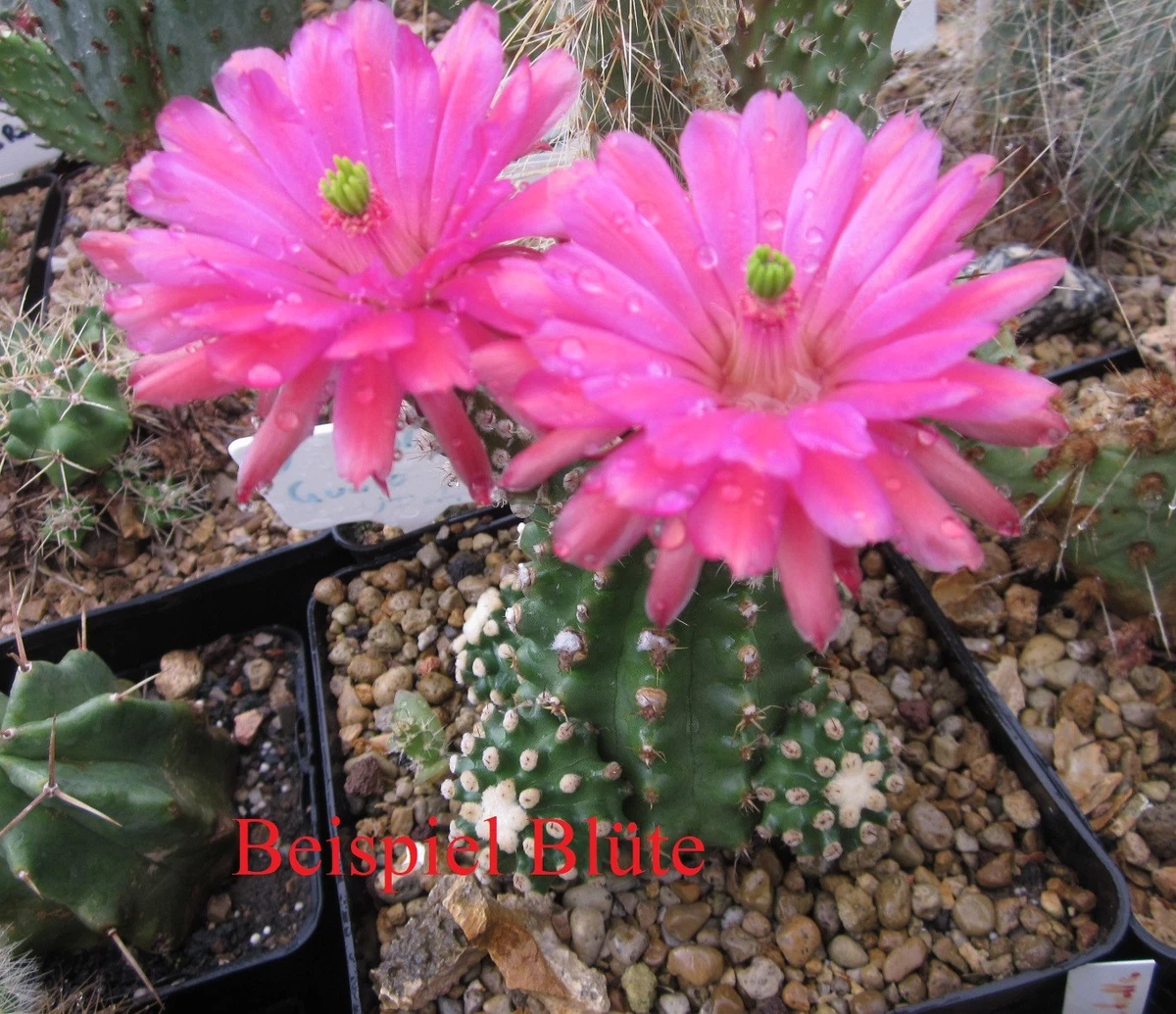 Echinocereus-Kakteen & Sukkulenten Pflanzen, Bume & Strucher online  kaufen | eBay.de