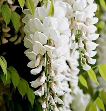 White Wisteria floribunda Alba Tree Seeds Climbing Flower Vine Plant Rare Hardy