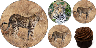 Leopard eßbar Tortenaufleger Muffin Bild Party Deko Geburtstag Serengeti Fell 