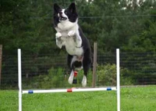 Dog Agility Equipment | Premium Single Bar Jumps | 2 Jumps total! ⭐⭐⭐⭐⭐