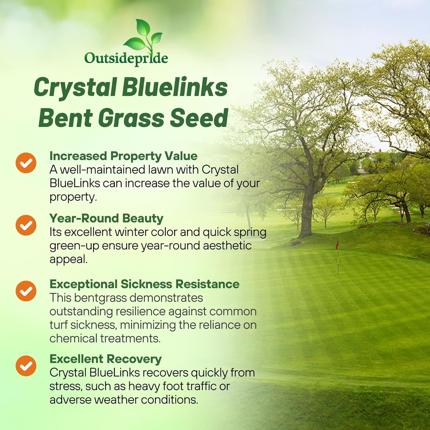 25 LBS Crystal Bluelinks Creeping Bent Grass Seed