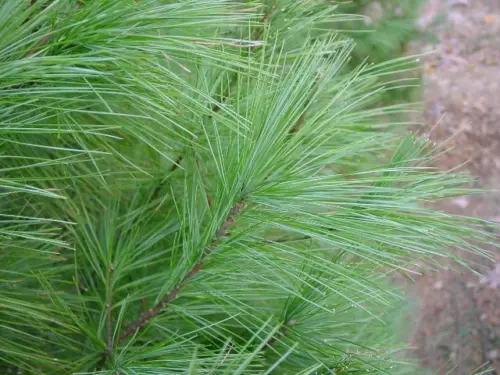 White Pine Needle / Medicinal Herb / 24 Tea Bags / grown in Minnesota