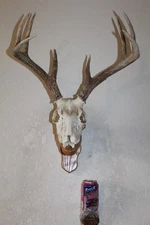 European Whitetail Deer Mount Taxidermy Skull Antler Log Cabin Decor Mule