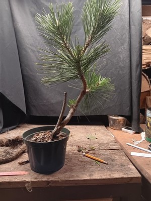 Yatsubusa Thunbergii Japanese Black Pine for Bonsai, Grafted 6'' Pot